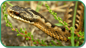 adder