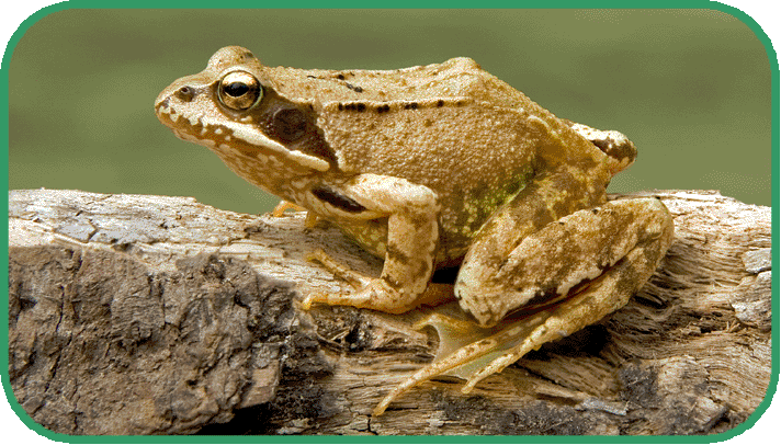 common frog