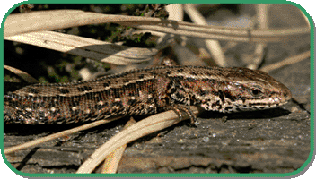 common lizard