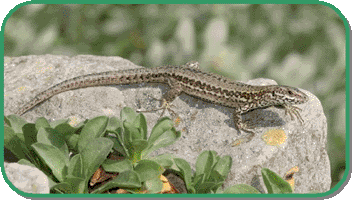 common wall lizard