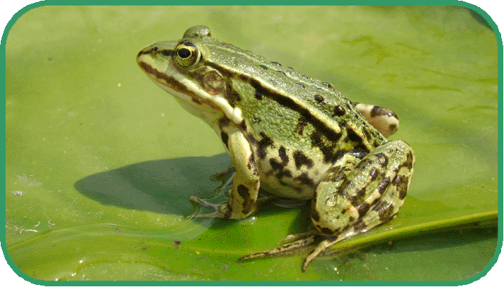 edible frog