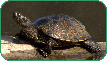 european pond terrapin