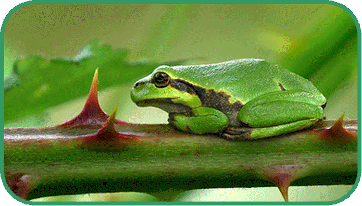 european tree frog