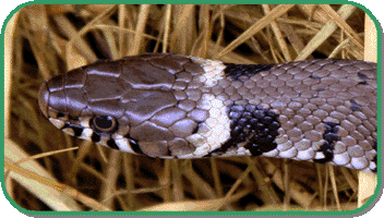 grass snake