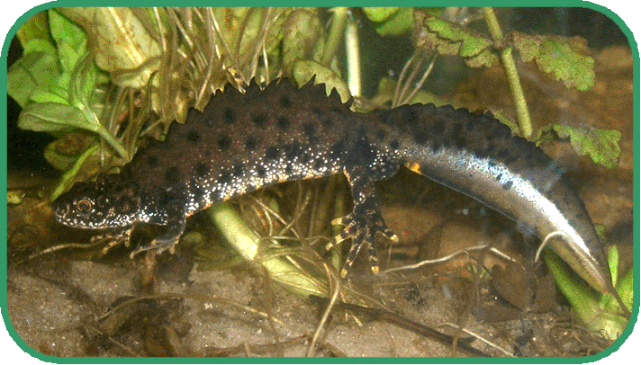 great crested newt