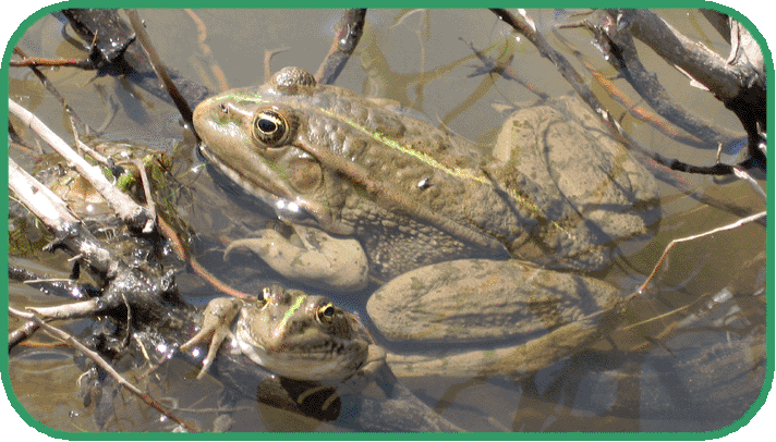 marsh frog