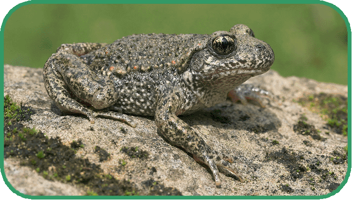 midwife toad