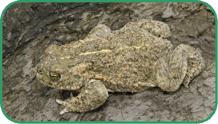 natterjack toad