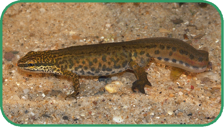 palmate newt