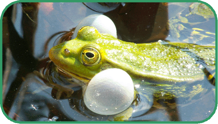 pool frog