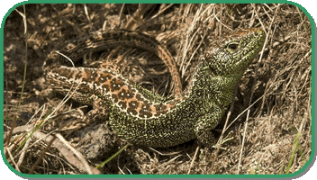 sand lizard