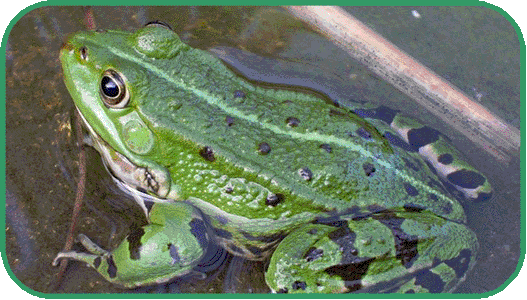 water frog