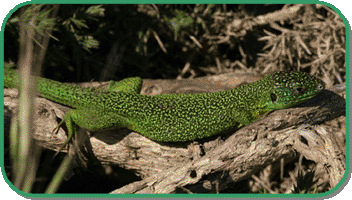 western green lizard