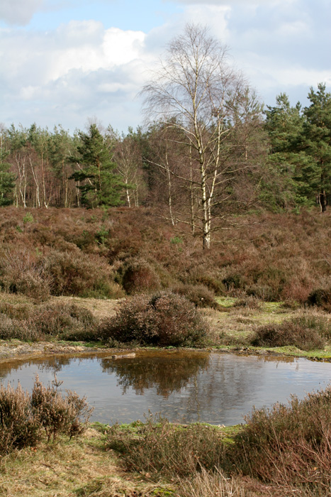 Idyllic heathland at Crooksbury Common