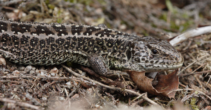 
                Adult male Sand lizard