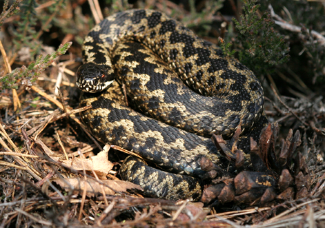 Woodland edges, habitat for adder (Vipera berus berus))